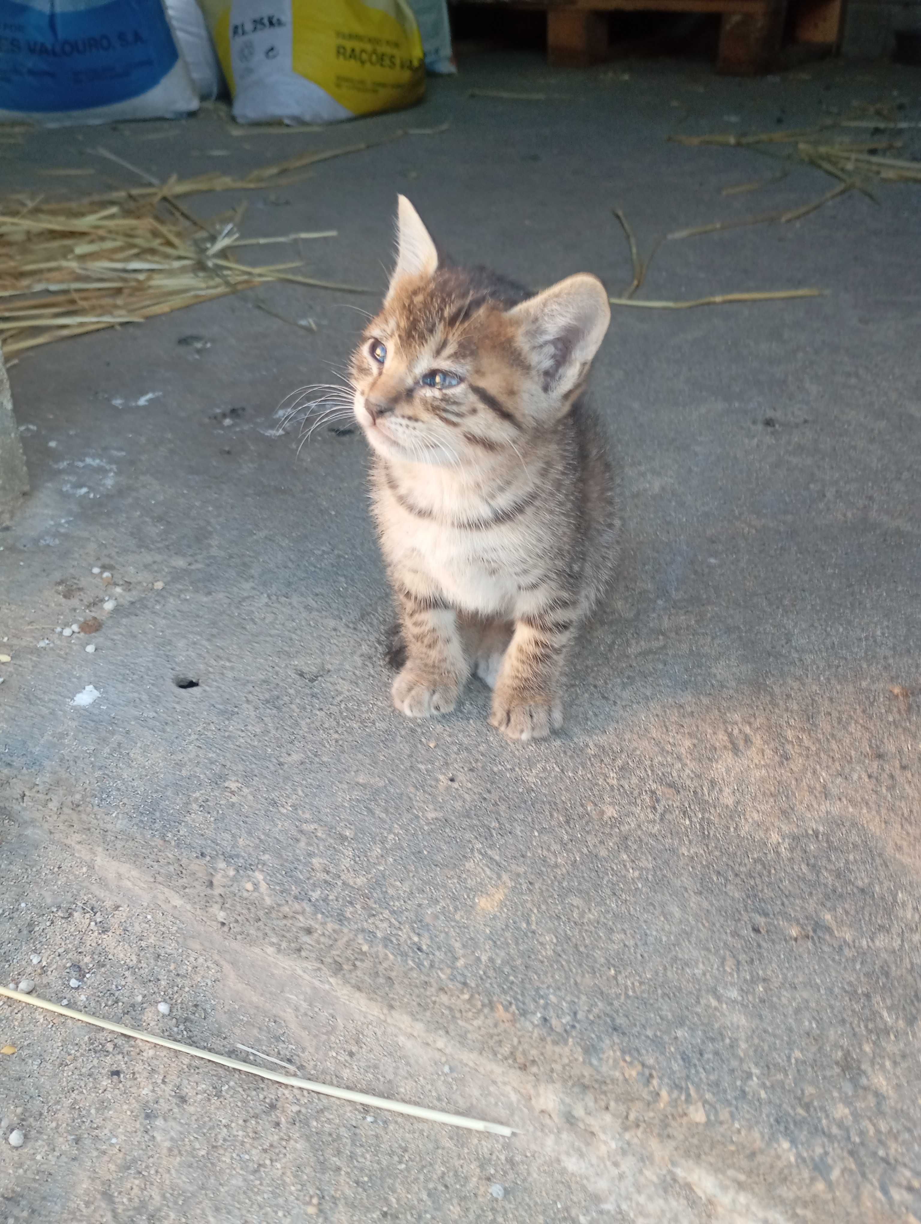 3 gatinhos com 2 meses para dar