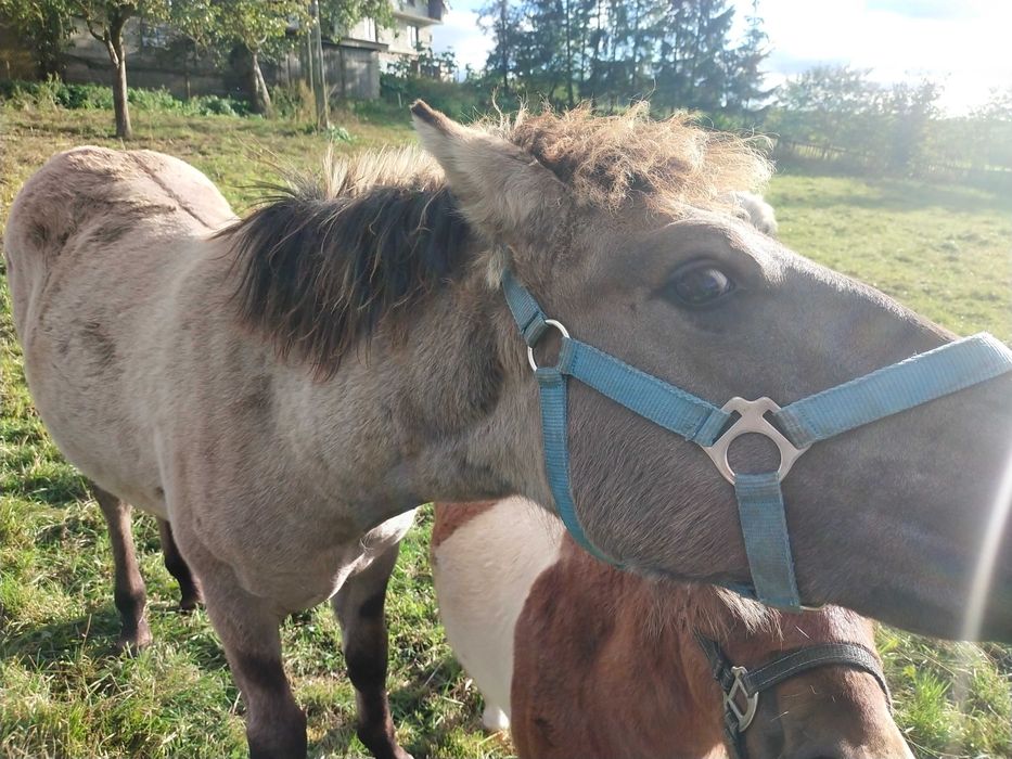 Konik polski ogierek