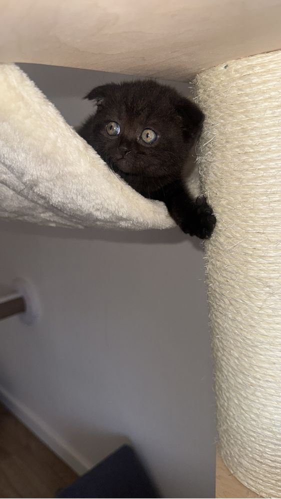 Scotish shorthair