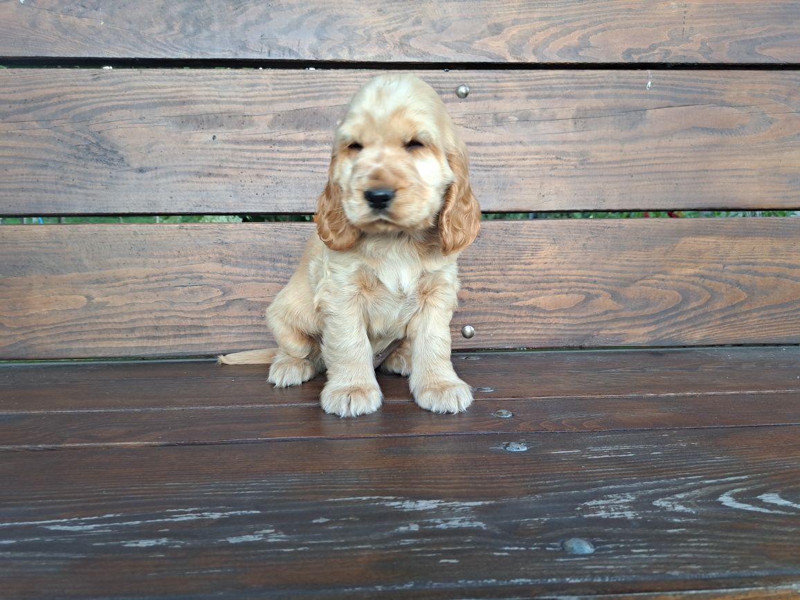Cocker Spaniel piesek