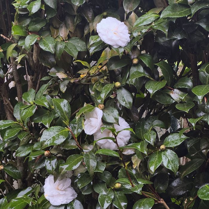 Cameleiras para sebes vivas