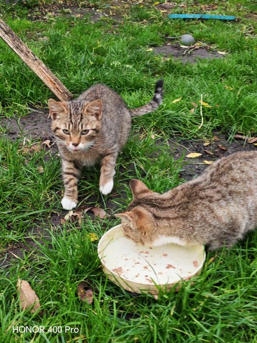 Dwie kotki szukają nowego domku