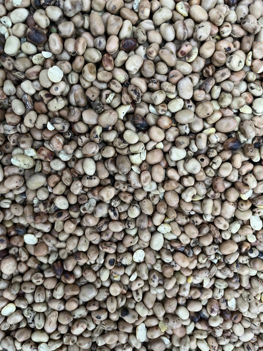 Bobik czyszczony ladny