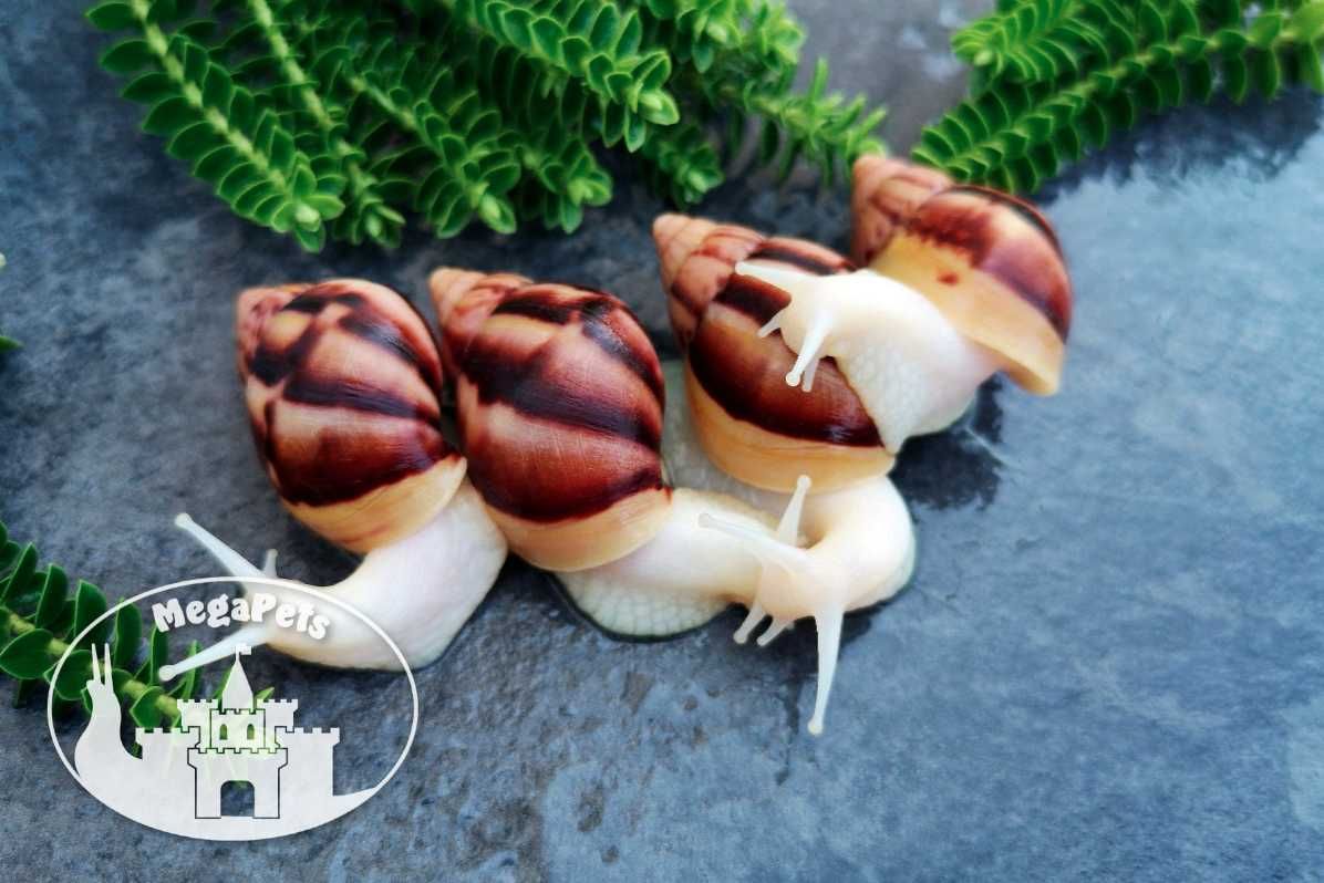 Lissachatina fulica albino body Achatina Archachatina Ślimaki Terraria