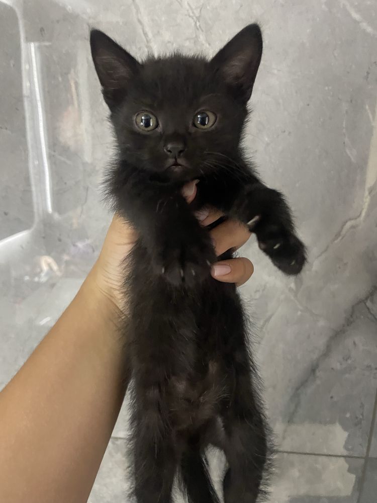 Котята безкоштовно
