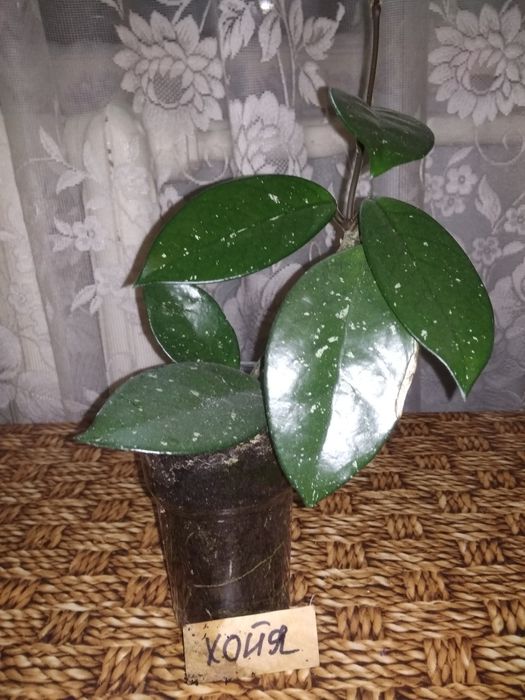 Алое,каланхое,рождественник,хойя,гастерия,валотта