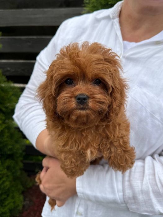 Exclusive‼️Щенята Мальтипу ред браун maltipoo Міні Мальтипу Мальтіпу