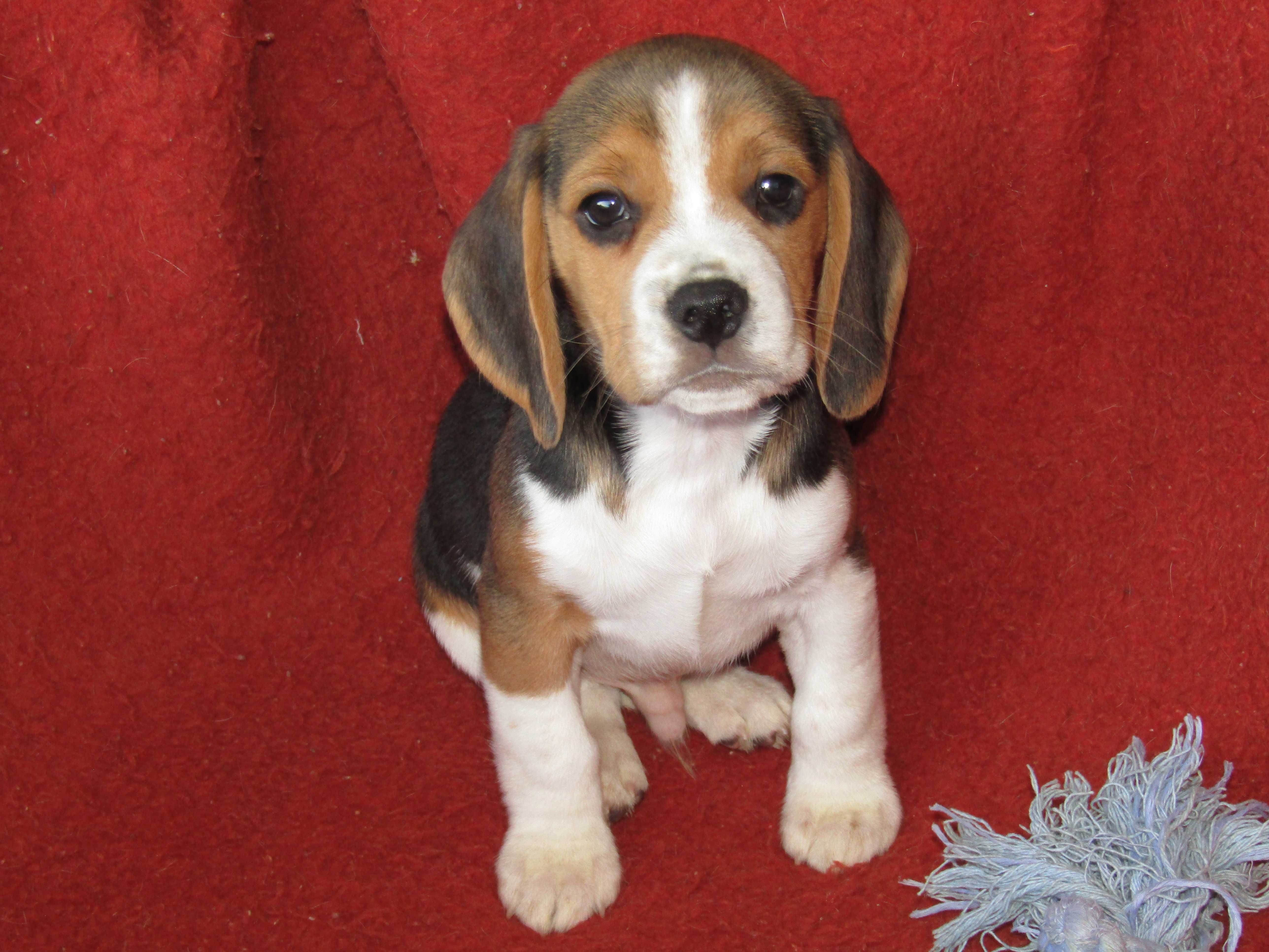 Fêmea Beagle Tricolor pequeno porte, com LOP/Pedigree/Afixo.