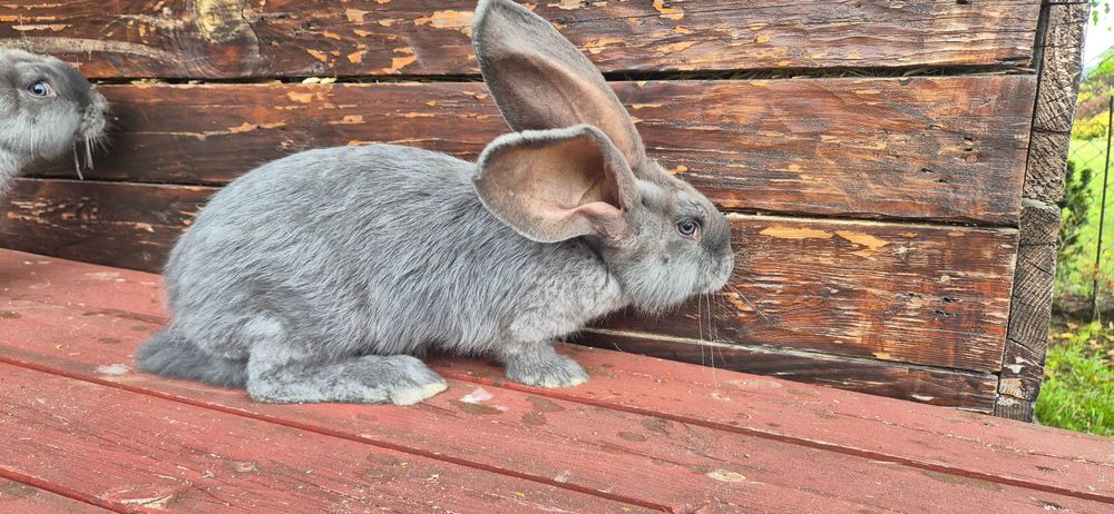 Olbrzym Belgijski niebieski