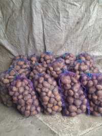 Продам картоплю в Миргороді