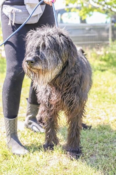 Andzia do adopcji!