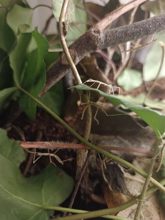 Patyczaki rogate młode oddam