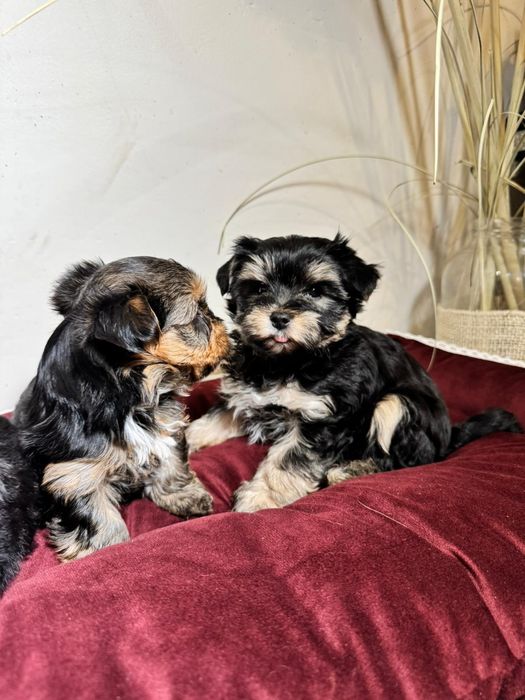 Yorkshire Terrier szczenię