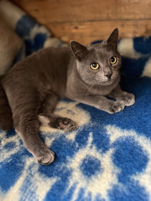 Кошечка стерилизована привита