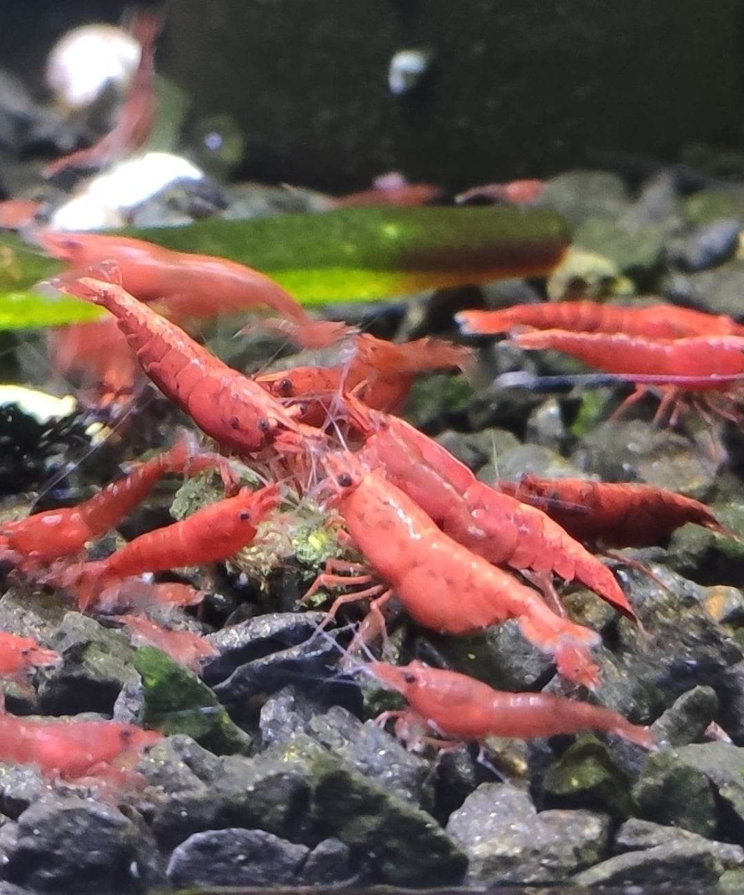 Neocaridina Red Fire