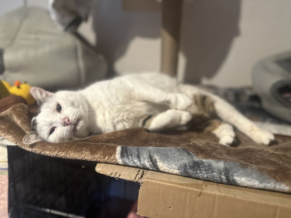 Hugo. Wrazliwe serduszko w puchatym ciałku