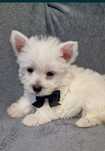 West highland terrier pies ( nie maltanczyk )