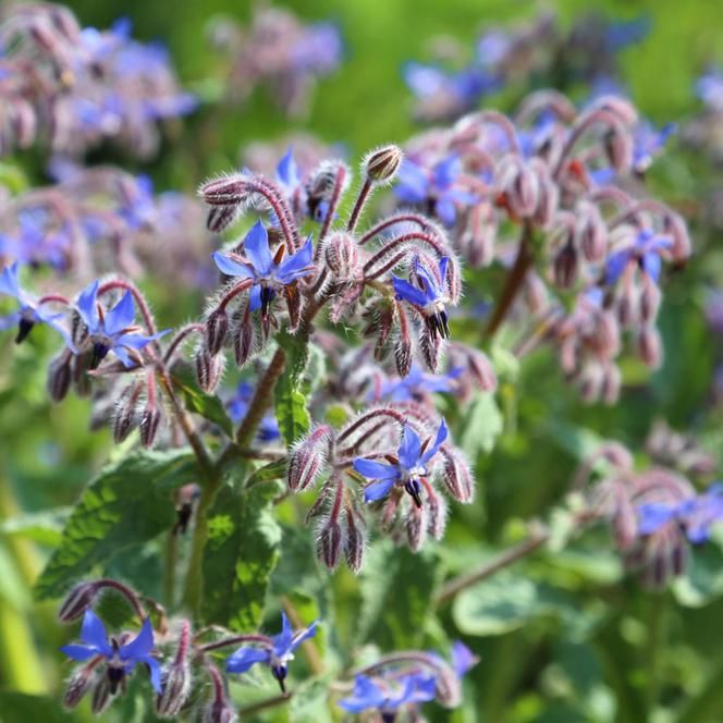 Ogórecznik lekarski Wysyłka gratis Borago officinalis