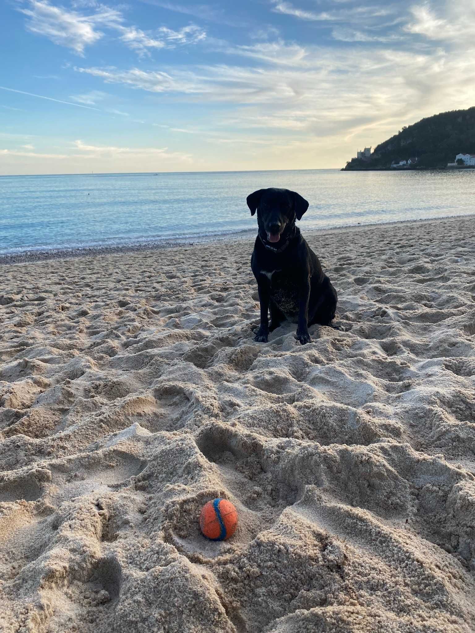 NOVO Bolas para cães Chuckit Ultra Ball x2 (T Médio) Muito Resistentes