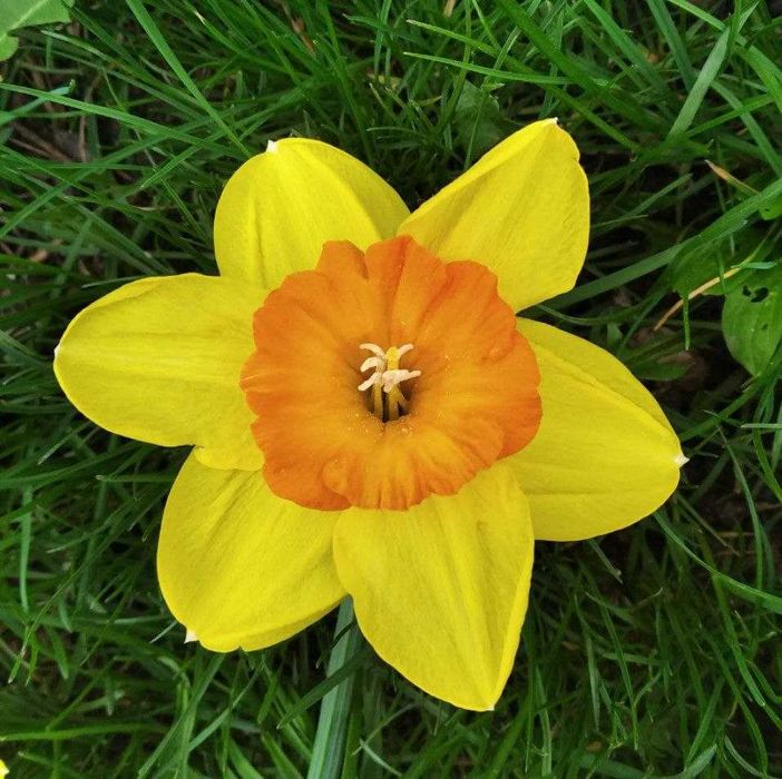 Нарцис сортовий, мікс