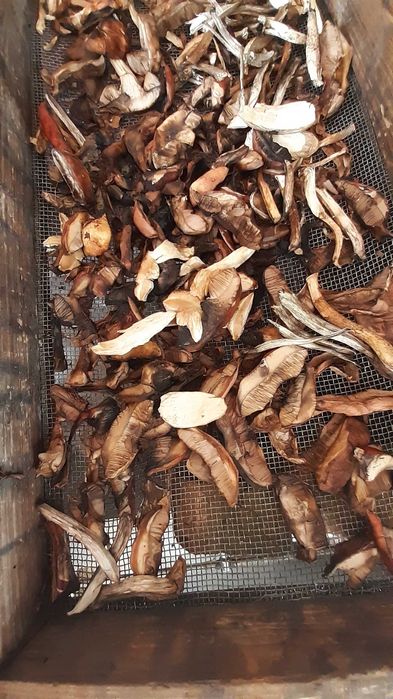 Гриби сушені підберезники