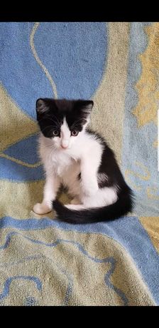 Кошенята, 2 місяці, до лотка привчені, котята, котёнок, кошеня