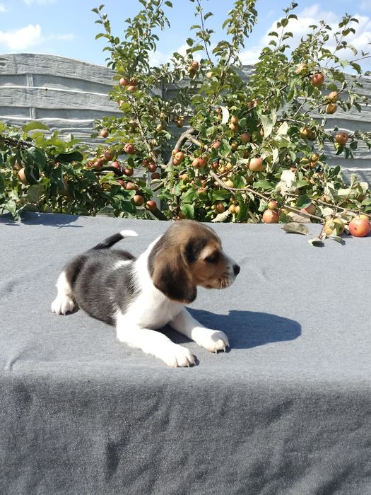 Sprzedam suczkę Beagle