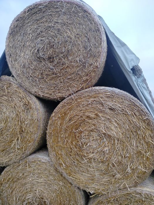 Sprzedam słome po prasie zmiennokomorowej