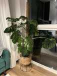 metrowa monstera