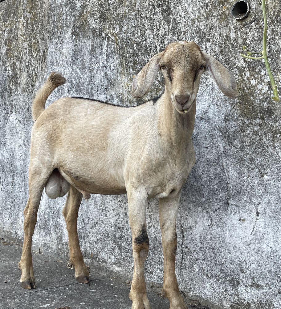 Cabrito reprodutor da raça anglo-nubiano linha mocha