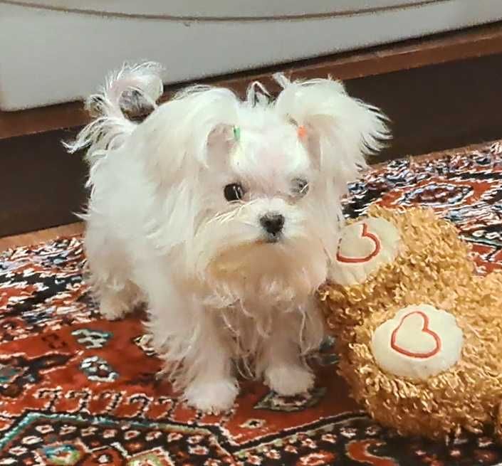 Крохотный мальчик мальтезе в современном корейском типе.