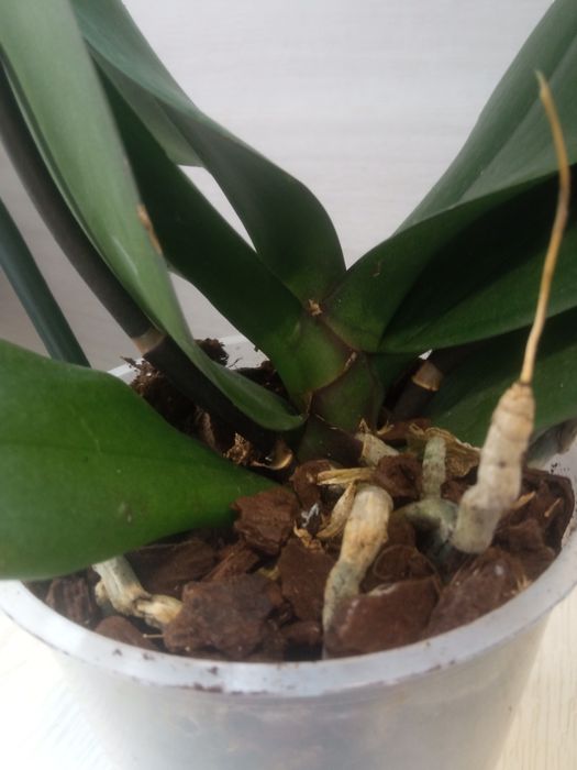 Орхідея фаленопсис