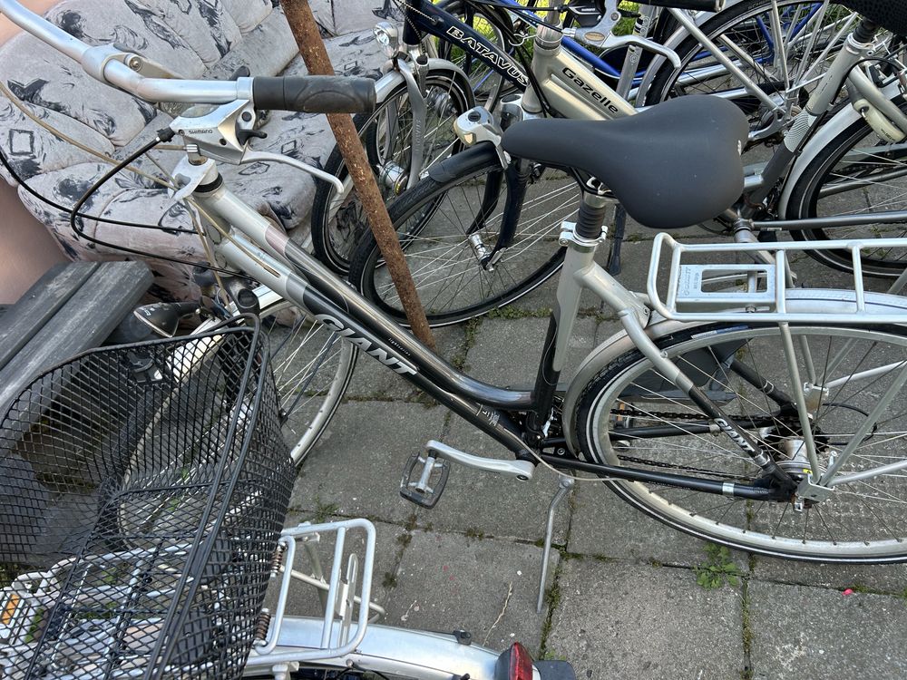 Rower gazelle, giant, batavus