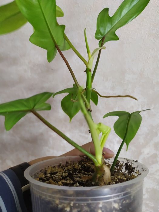 Ароидные (филодендрон, эпипремнумы)