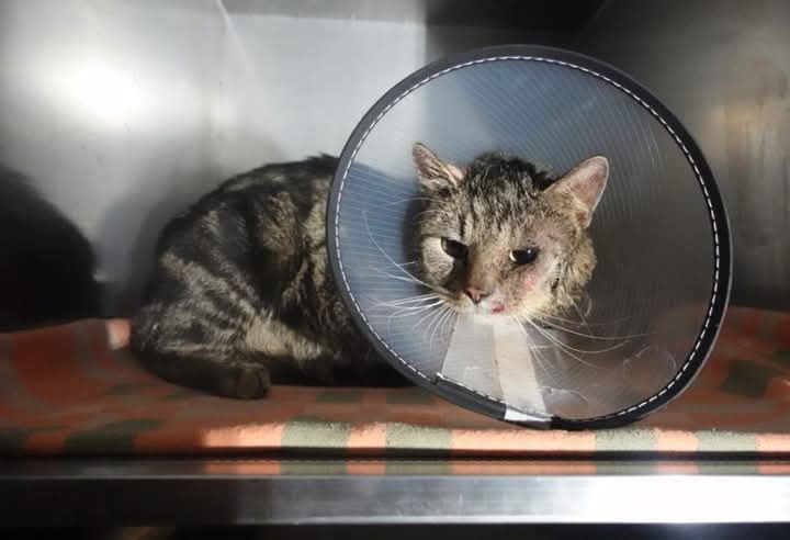 Znaleziono kota GDAŃSK