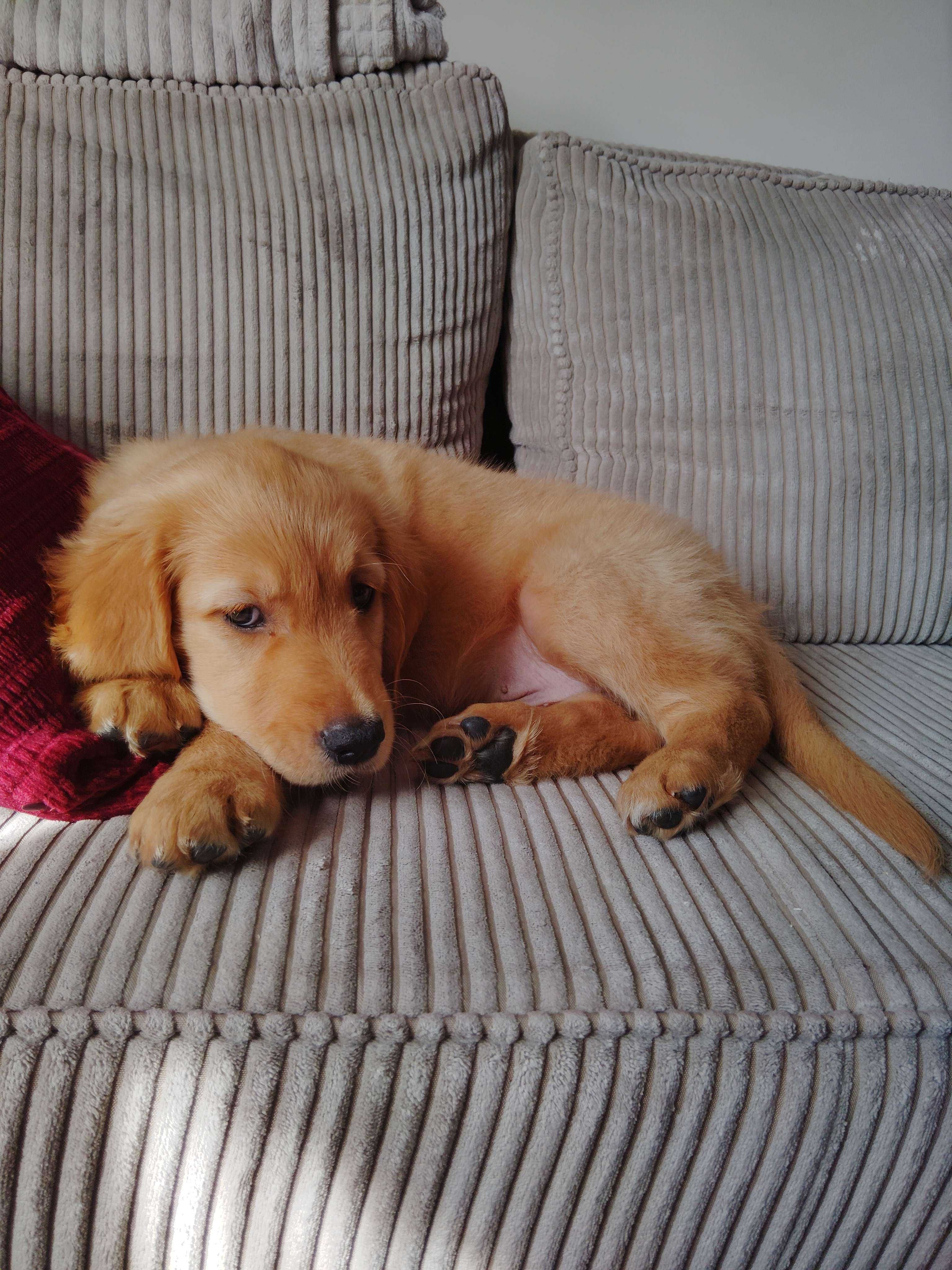 Szczeniak Golden Retriever