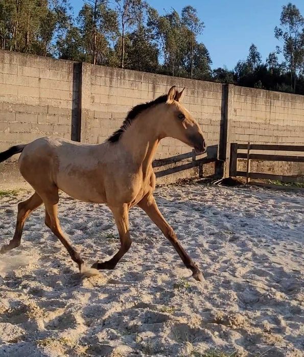 Poldra baia lusitana 7 meses