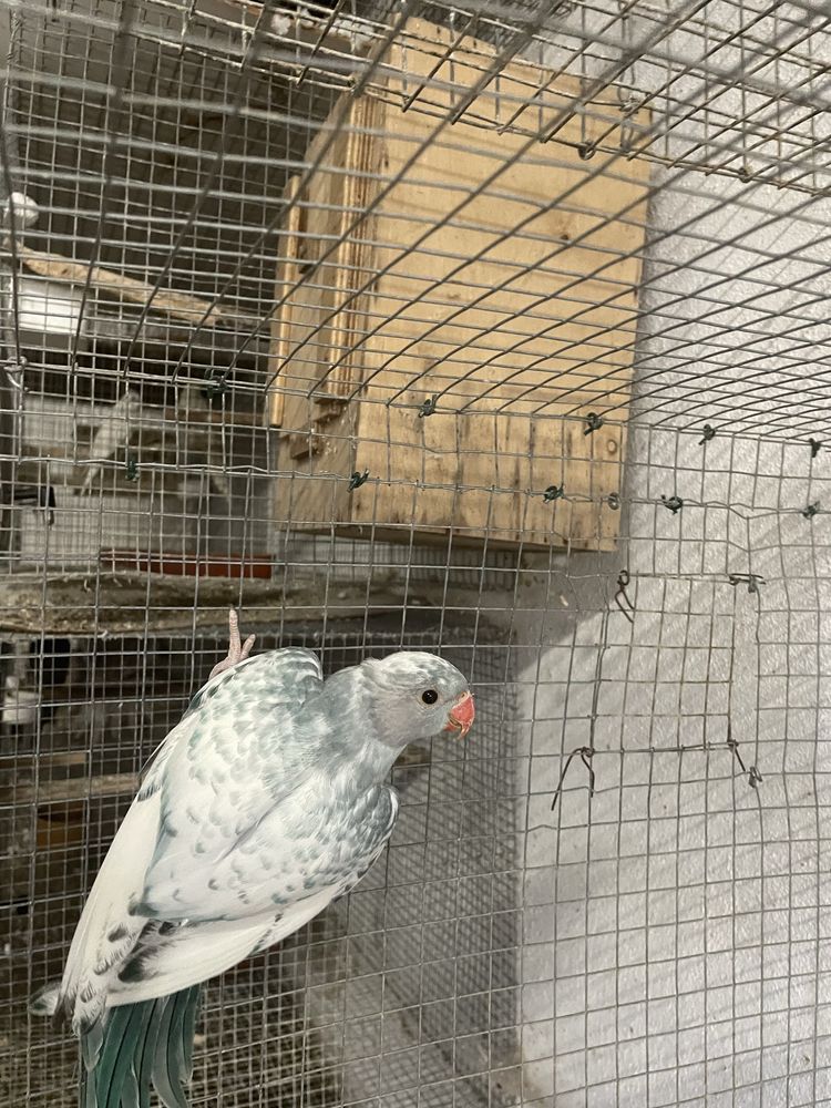 2 Ring neck malhados