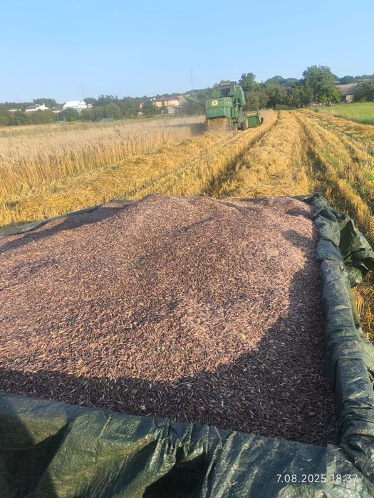 Owies czarny jary b. kaloryczny