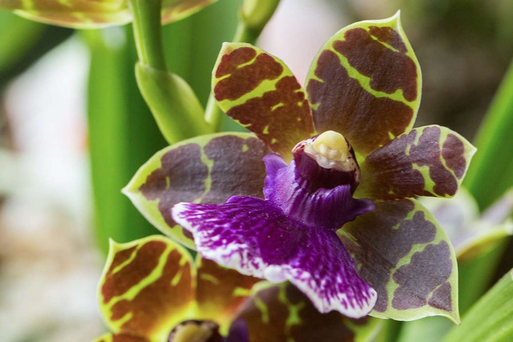 Storczyk Zygopetalum nie kwitnący