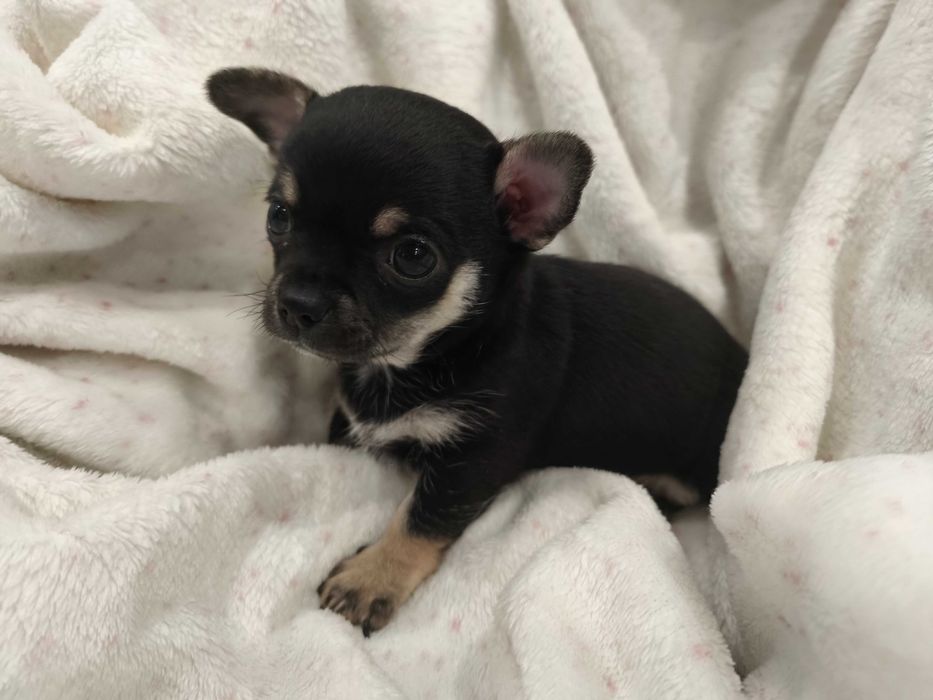 Cudowny chłopiec chihuahua