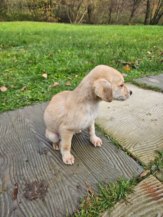 Oddam pieski za darmo