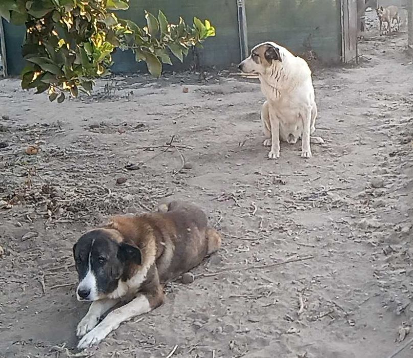 Dou 2 Rafeiros Alentejanos. Ofereço recompensa a quem ficar com eles.