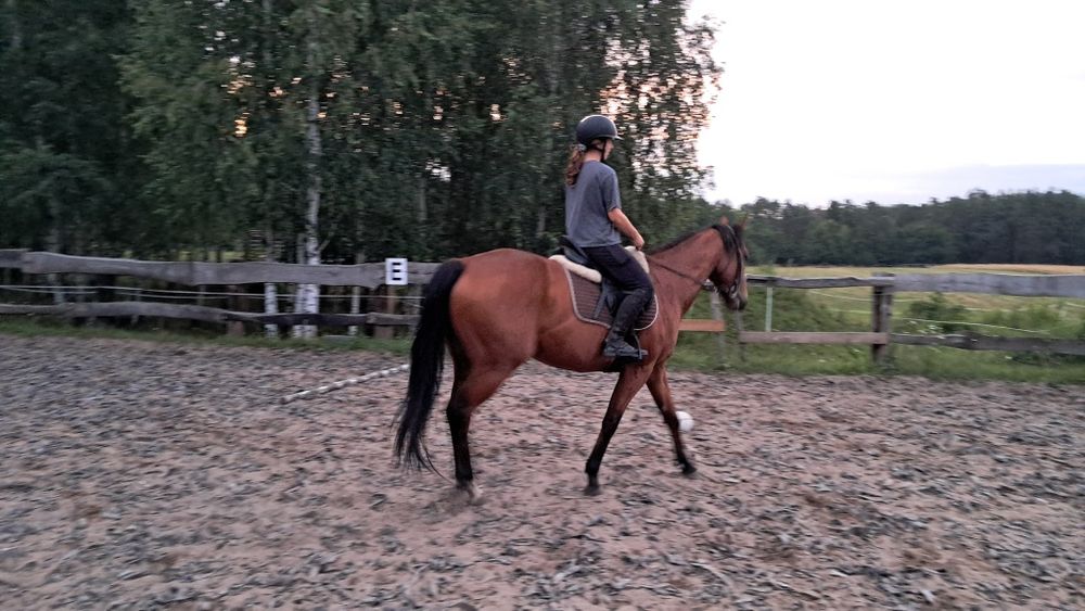 Sprzedam 5 letniego wałacha