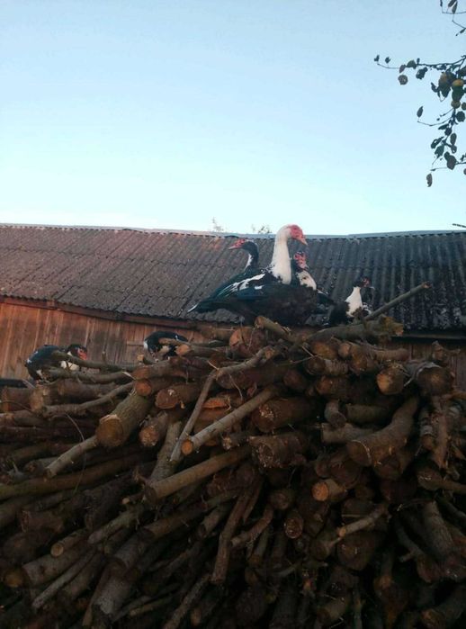 Kaczki i kaczory