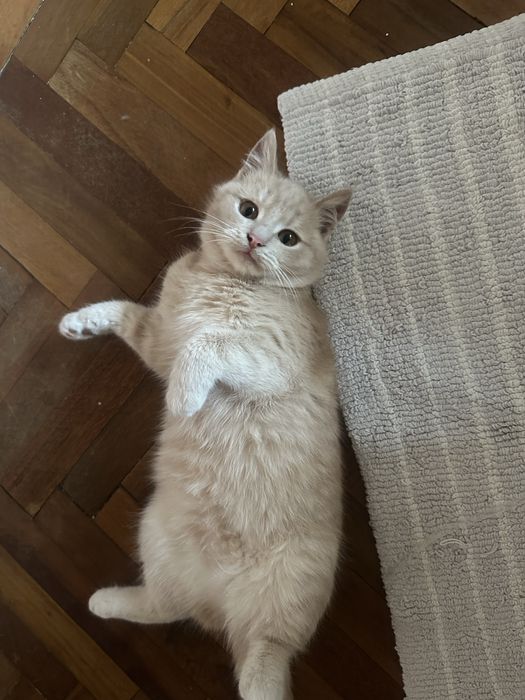 Віддам кішку в добрі руки