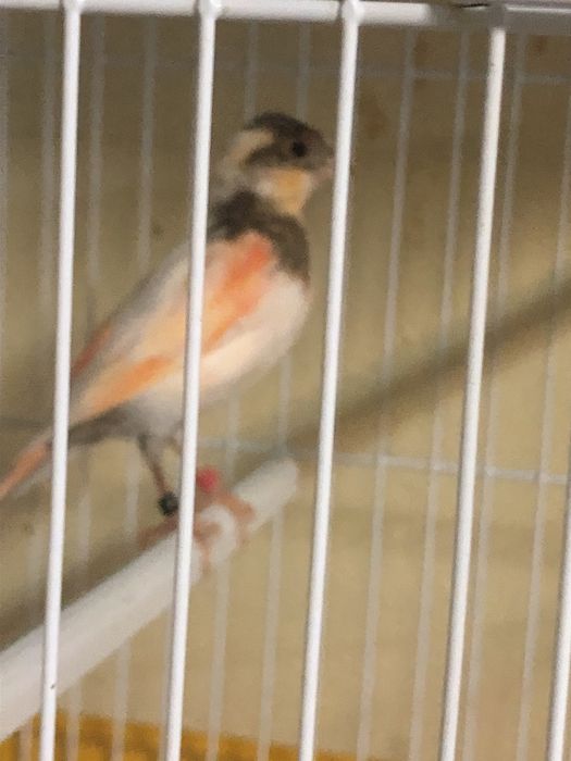 Casais de canarios variadade de raca cores com e sem poupa