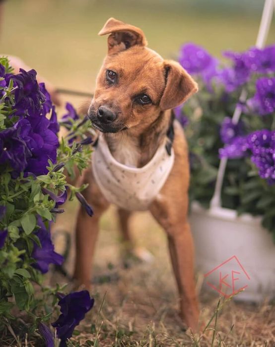 Pełna radości, towarzyska mała suczka czeka na nowego opiekuna