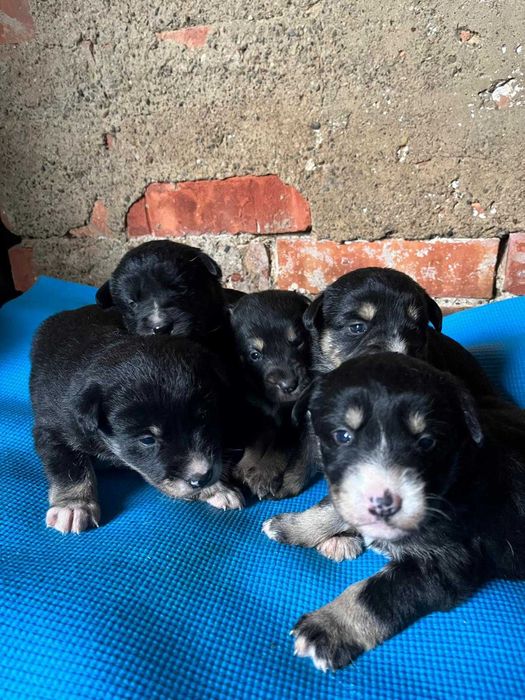 szczeniaki do adopcji