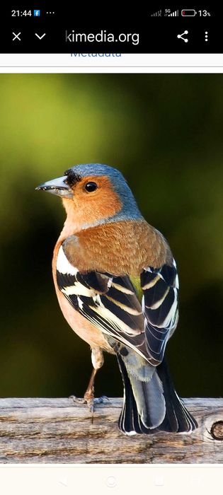 Pintas e tentilhões